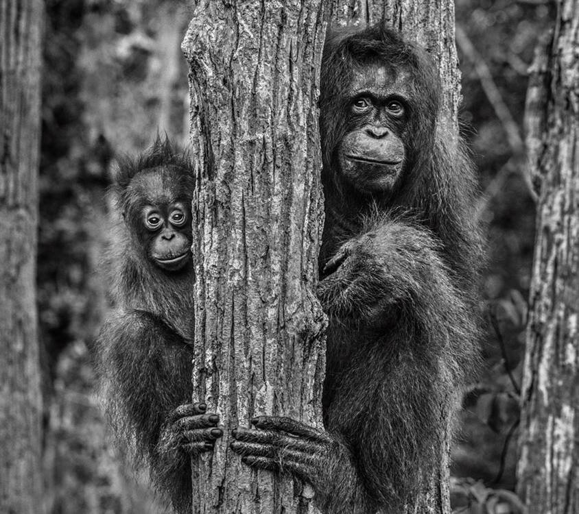  David Yarrow Photography /    / * 1966  (      )