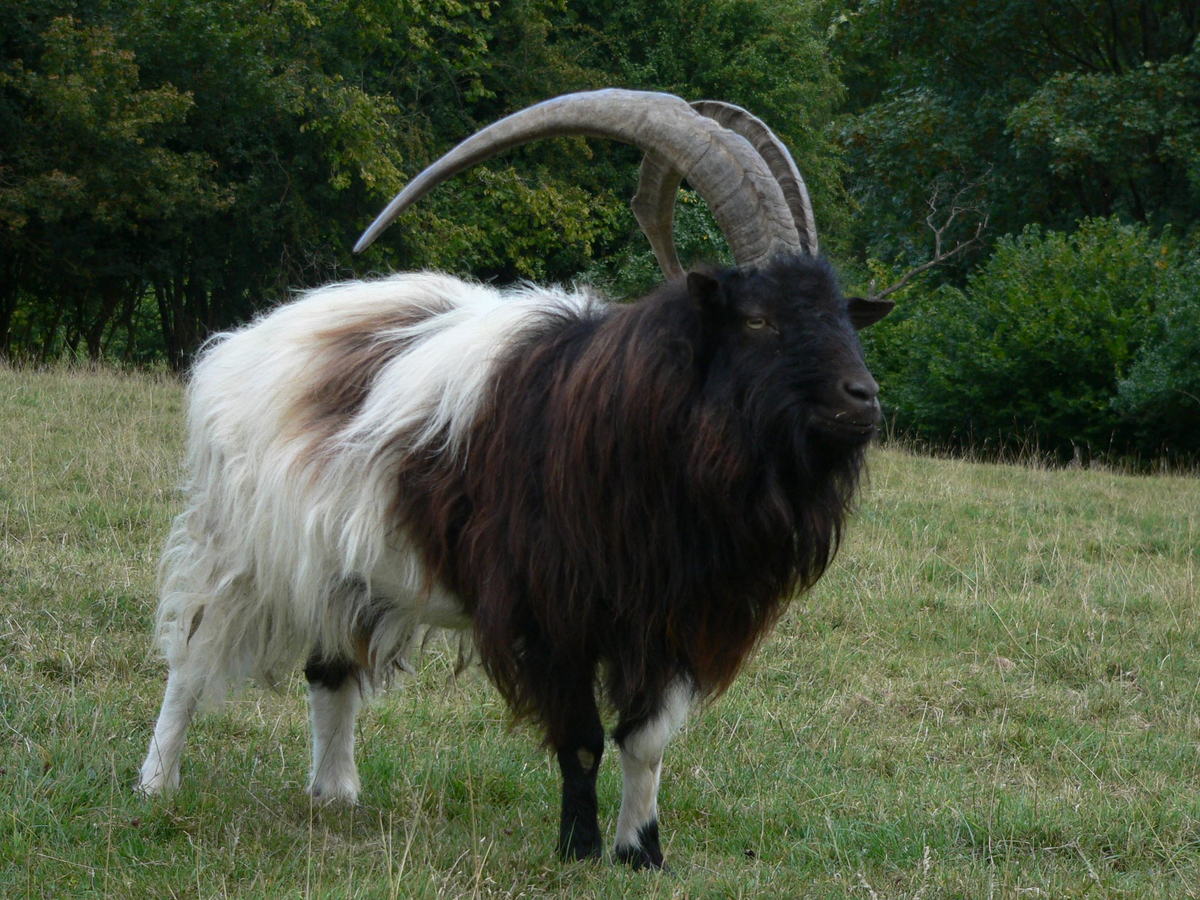 Баготская коза: Пусти козла в огород, и он спасёт экосистему. Порода древних коз, которая вот уже 600 лет защищает луга и поля Англии