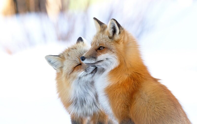   Brittany Crossman, nhm.ac.uk