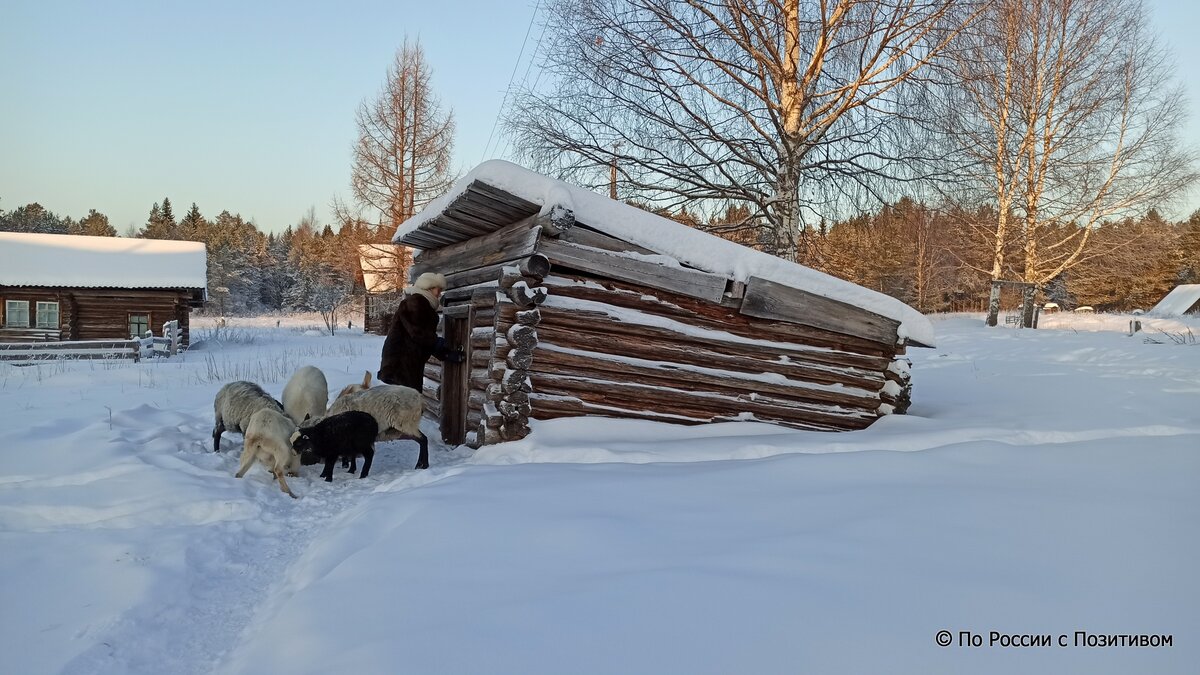 Молодая многодетная семья переехала из города в пустующую северную деревню  и занялась её возрождением | По России с Позитивом | Дзен