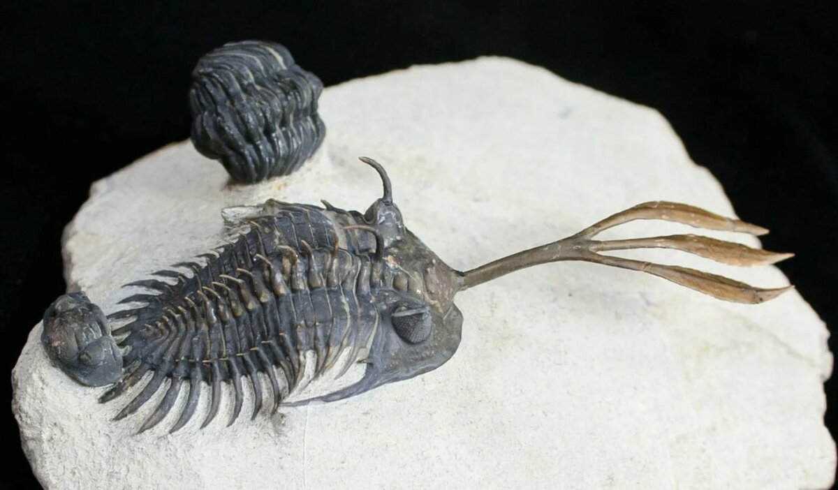 Герой статьи собственной персоной!