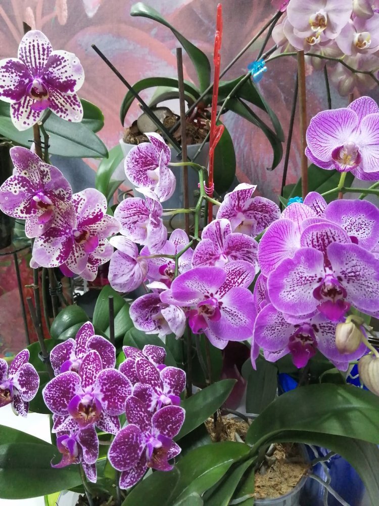    Сургутянка вырастила уникальную орхидею и попала в Книгу рекордов России