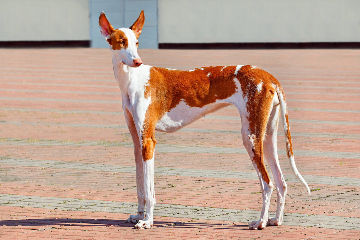 Podenco Ibicenco Whippet dog, Beautiful dogs, Ibizan hound