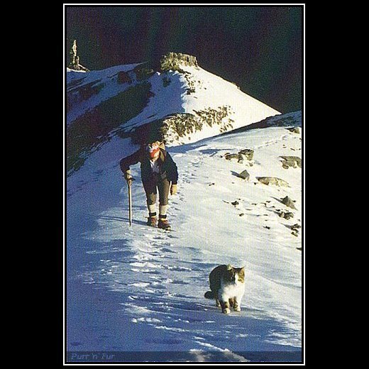 Кот Томба на склоне