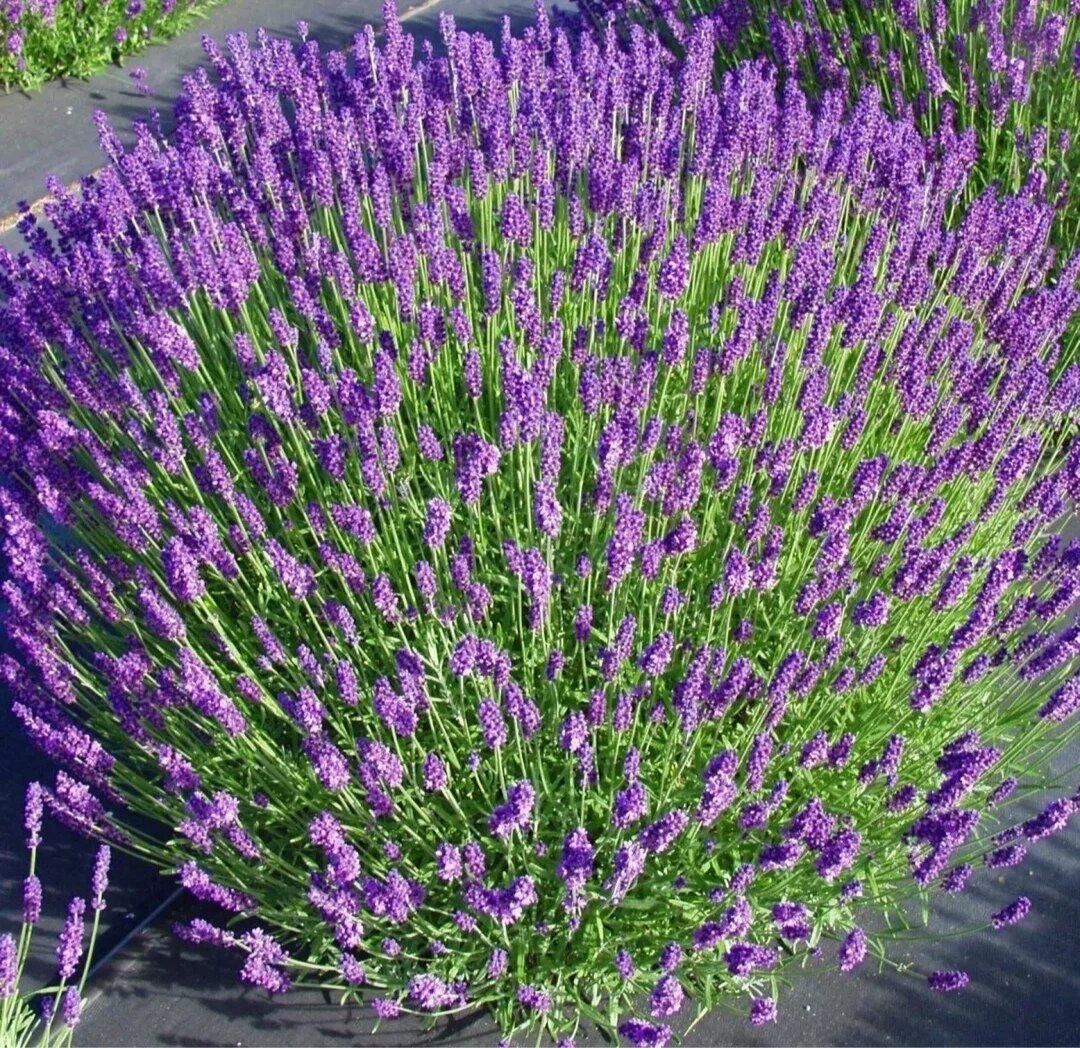 Лаванда узколистная. Фото: картинки:яндекс