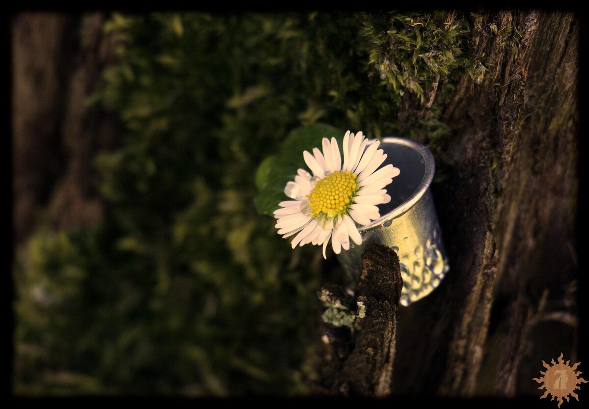 Фото с сайта pixabay.com 