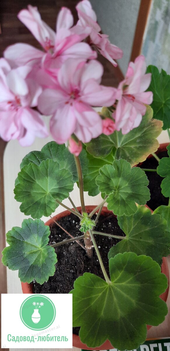 Одна уже цветет.