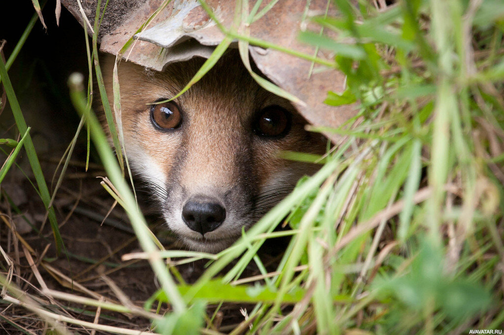 Яндекс-картинки