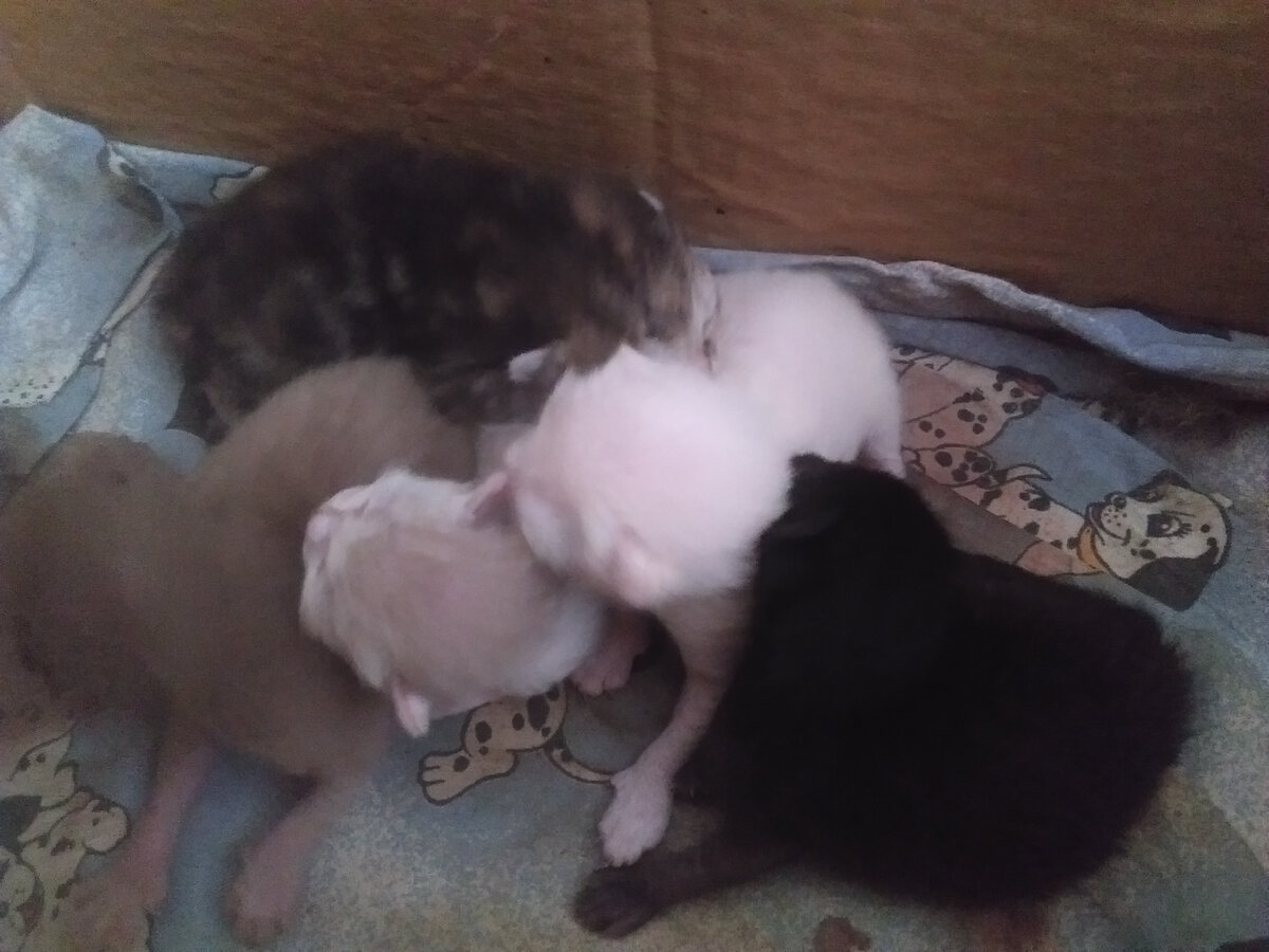 наши котятки))