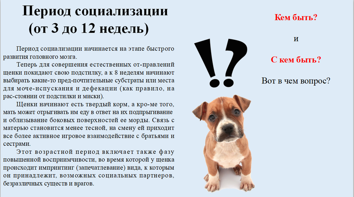 А , что теперь месяц сидеть с щенком безвылазно дома после прививки? Нет,  карантин - это не полная изоляция. | Жизнь с 10 Хаски. | Дзен