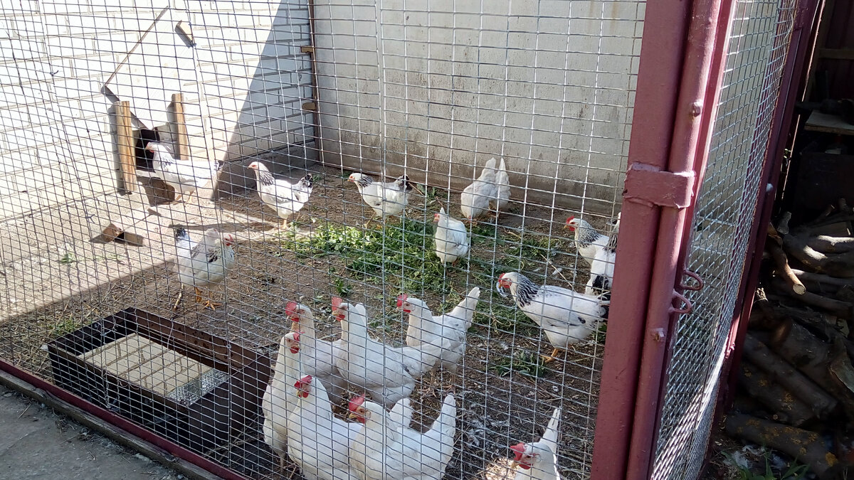 Мой двор. Встали позировать на камеру