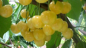 Некоторые разновидности черешни способны давать ранний урожай. После долгой зимы особенно приятно лакомиться сладкими, свежими ягодами. Скороплодная черешня Чермашная отличается стабильностью плодоношения и неприхотливостью в уходе.