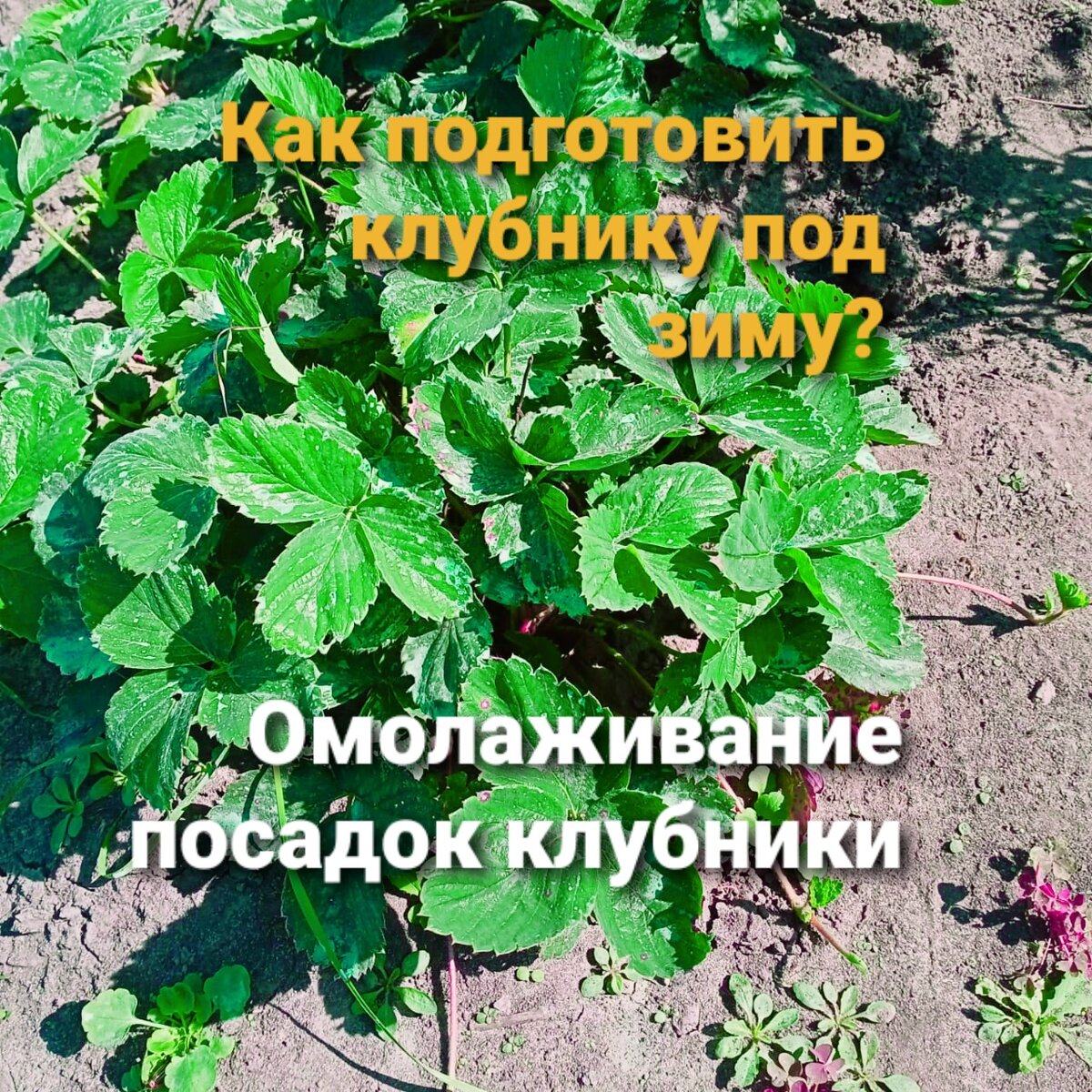 Удаляем все усы с куста клубники, пропалываем междурядье
