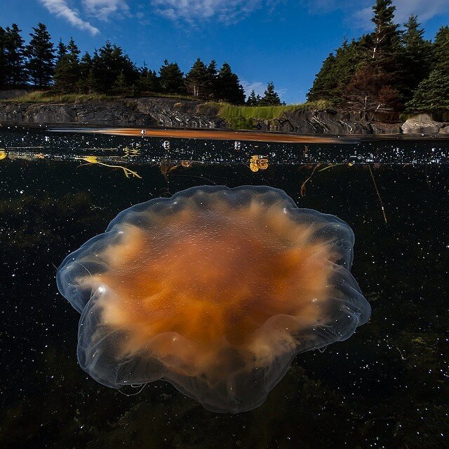 Фото: © instagram.com/DavidDoubilet/
