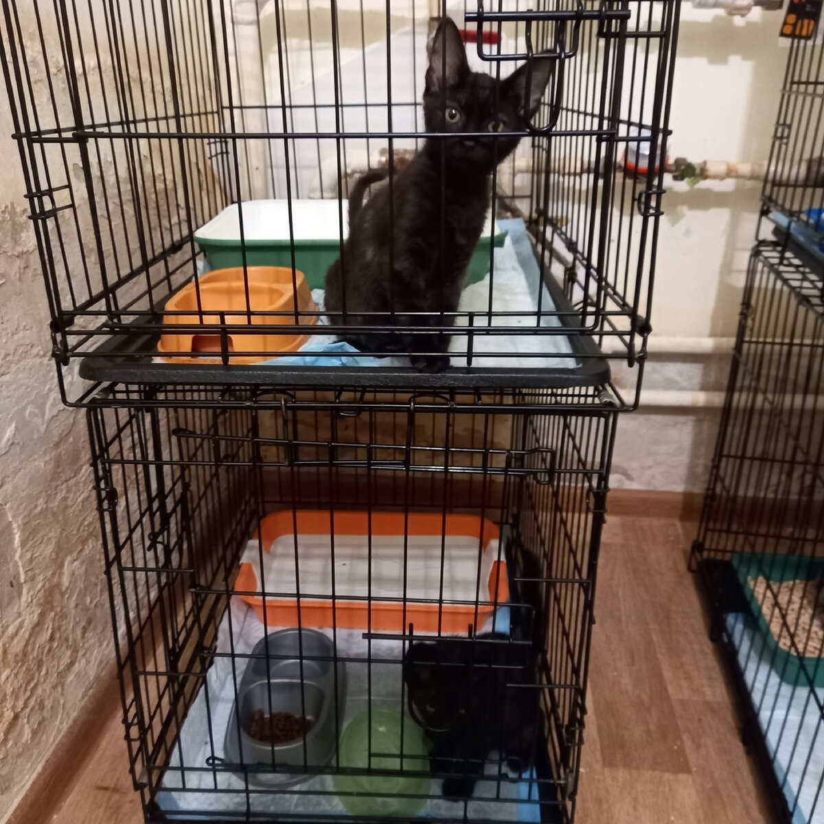 Пума и Найк, уже здоровы, ищем дом