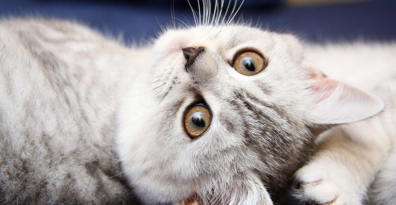 Вопреки распространенному мнению, кошки – не ночные животные, а сумеречные. То есть они наиболее активны на рассвете и во время сумерек. 