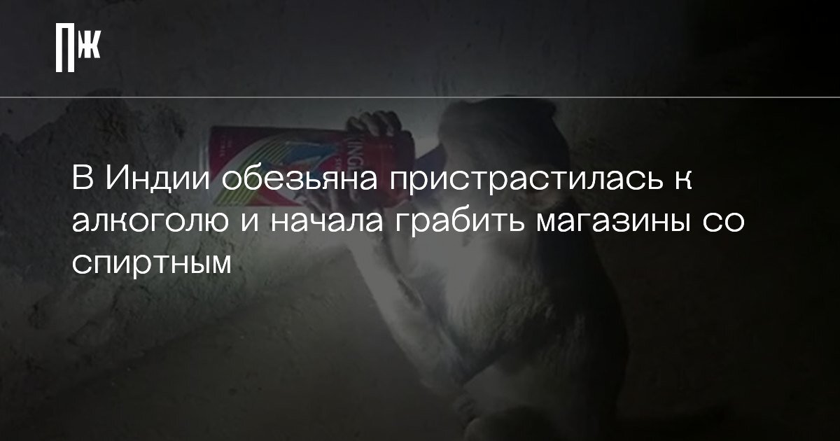     В Индии обезьяна пристрастилась к алкоголю и начала грабить магазины со спиртным