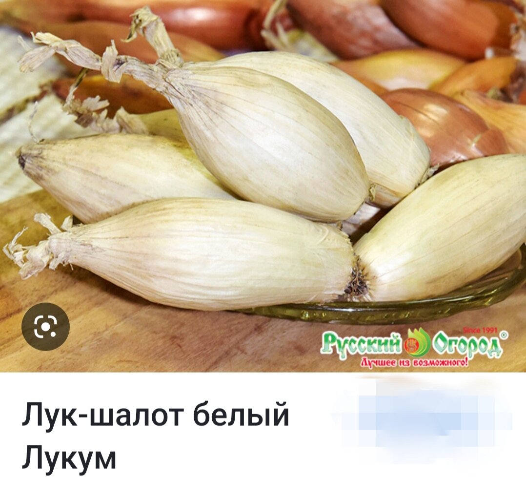 лук шалот перо