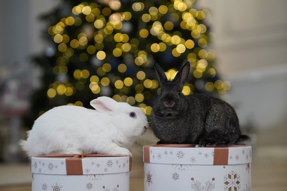     Предсказание для всех знаков зодиака на 2023 год. Светлана МАКОВЕЕВА