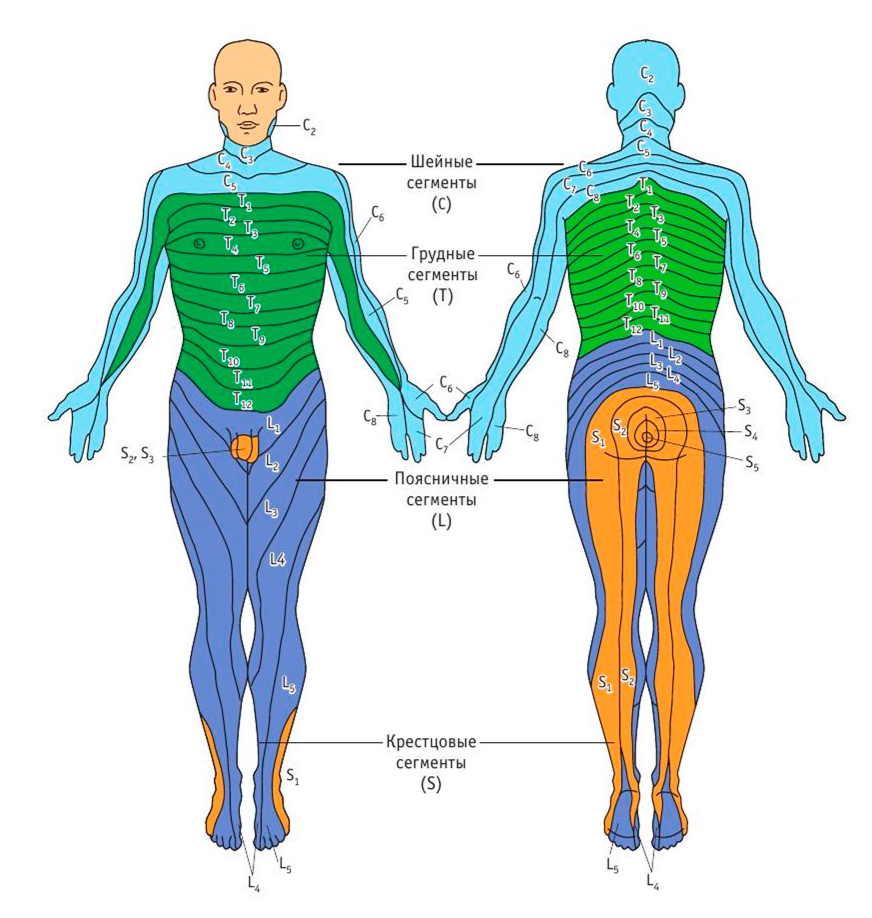 Корешковая боль. Зоны иннервации Корешков спинного мозга. Зона иннервации l5. Дерматомы с5. Дерматомы l5-s1.