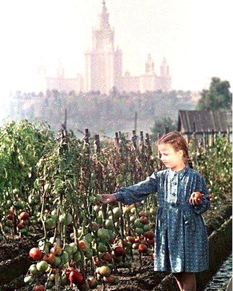 Фото из открытых источников. Помидоры  зрели в Подмосковье на грядках. Фото 1958г