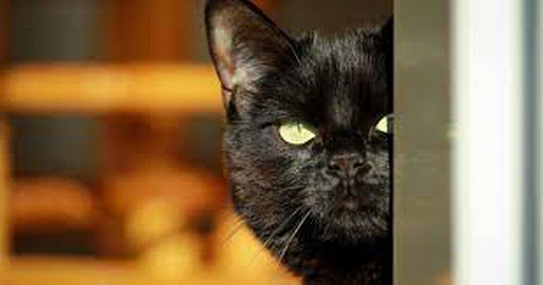 Фото: Яндекс картинки