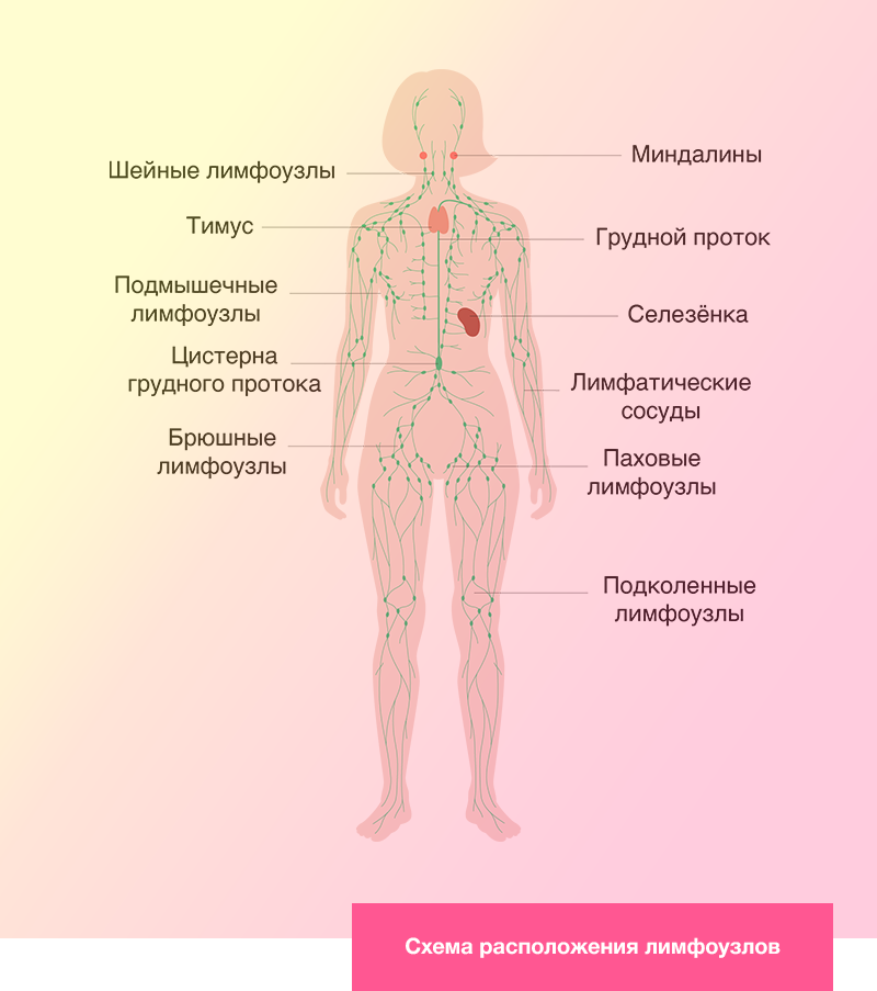 Лимфоузлы на теле женщины схема фото. Схема лимфатических узлов человека. Лимфоузлы где находятся схема. Лимфатические узлы на теле человека схема расположения у женщин. Где у человека находятся лимфоузлы схема.