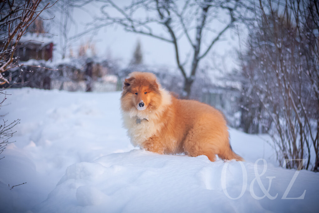 Фото автора