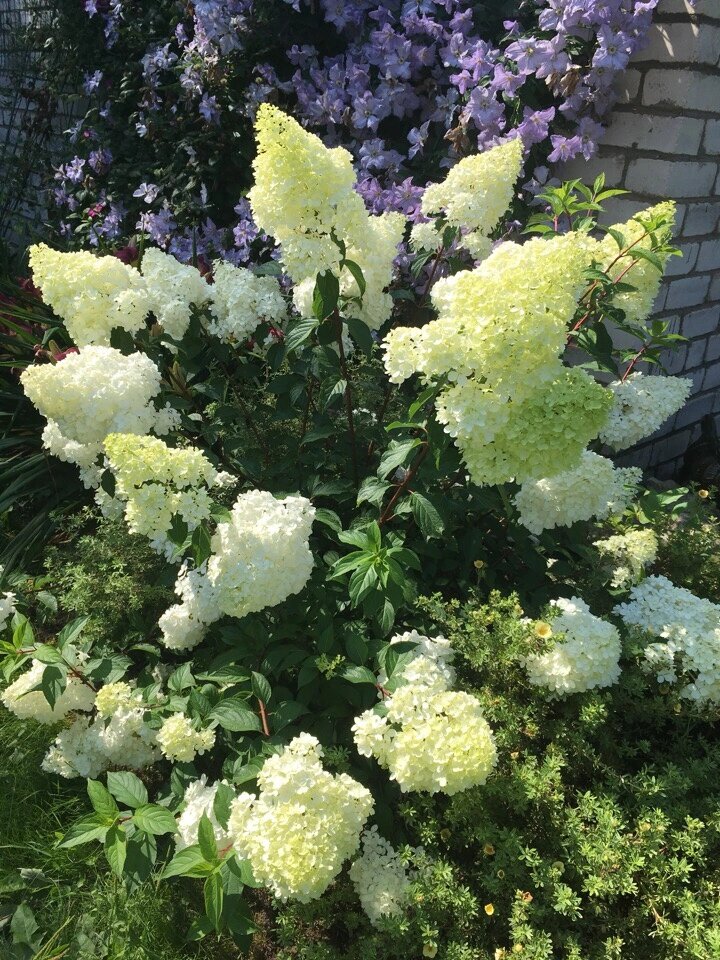 Постепенно медленно белеет.