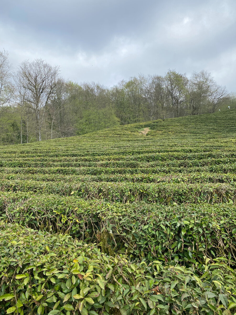 Чайные плантации Мацесты