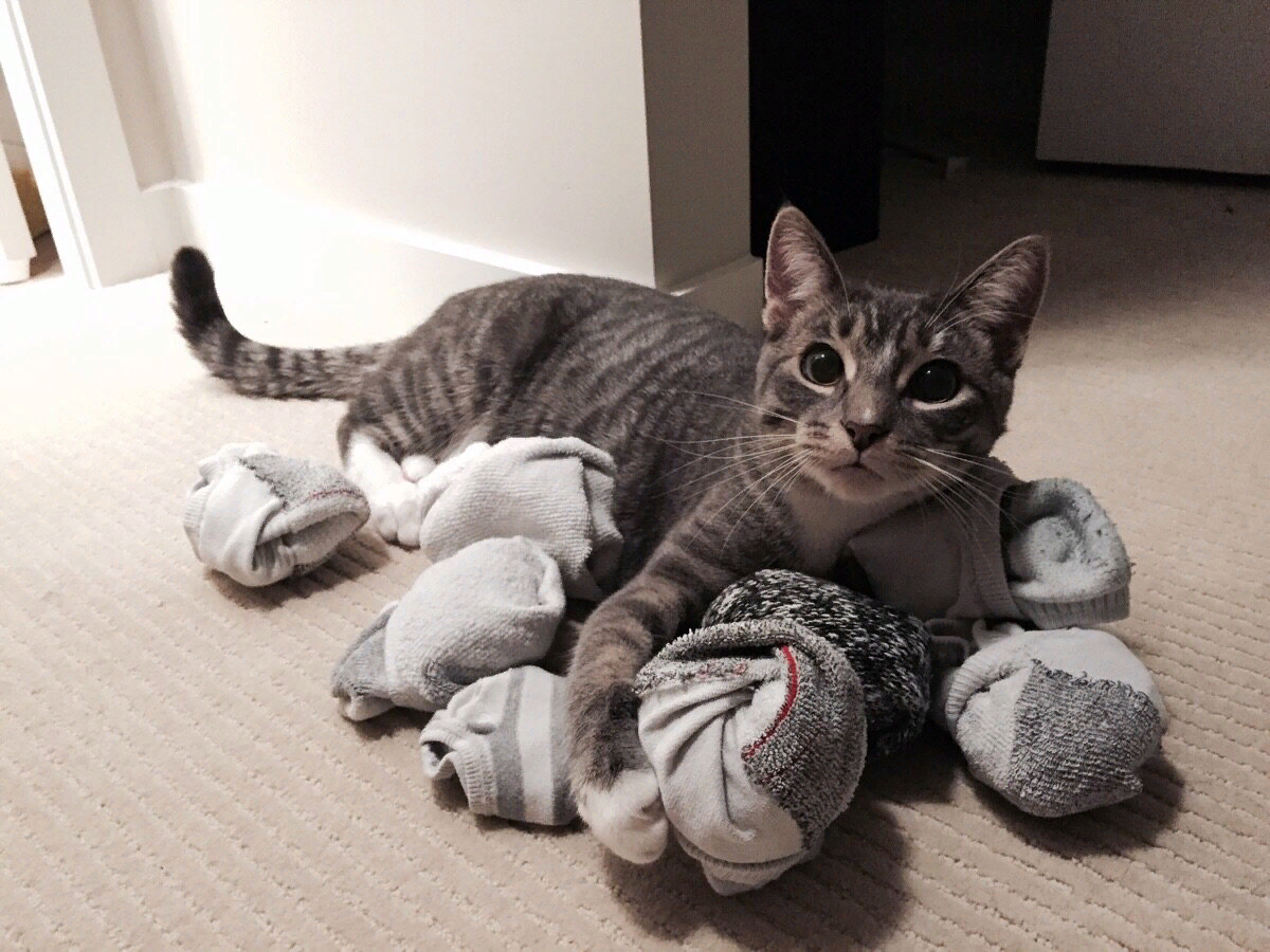 Ни доволен. Котоптица. Котоматрица. Котоматрица котята. Кошки таскающие вещи
