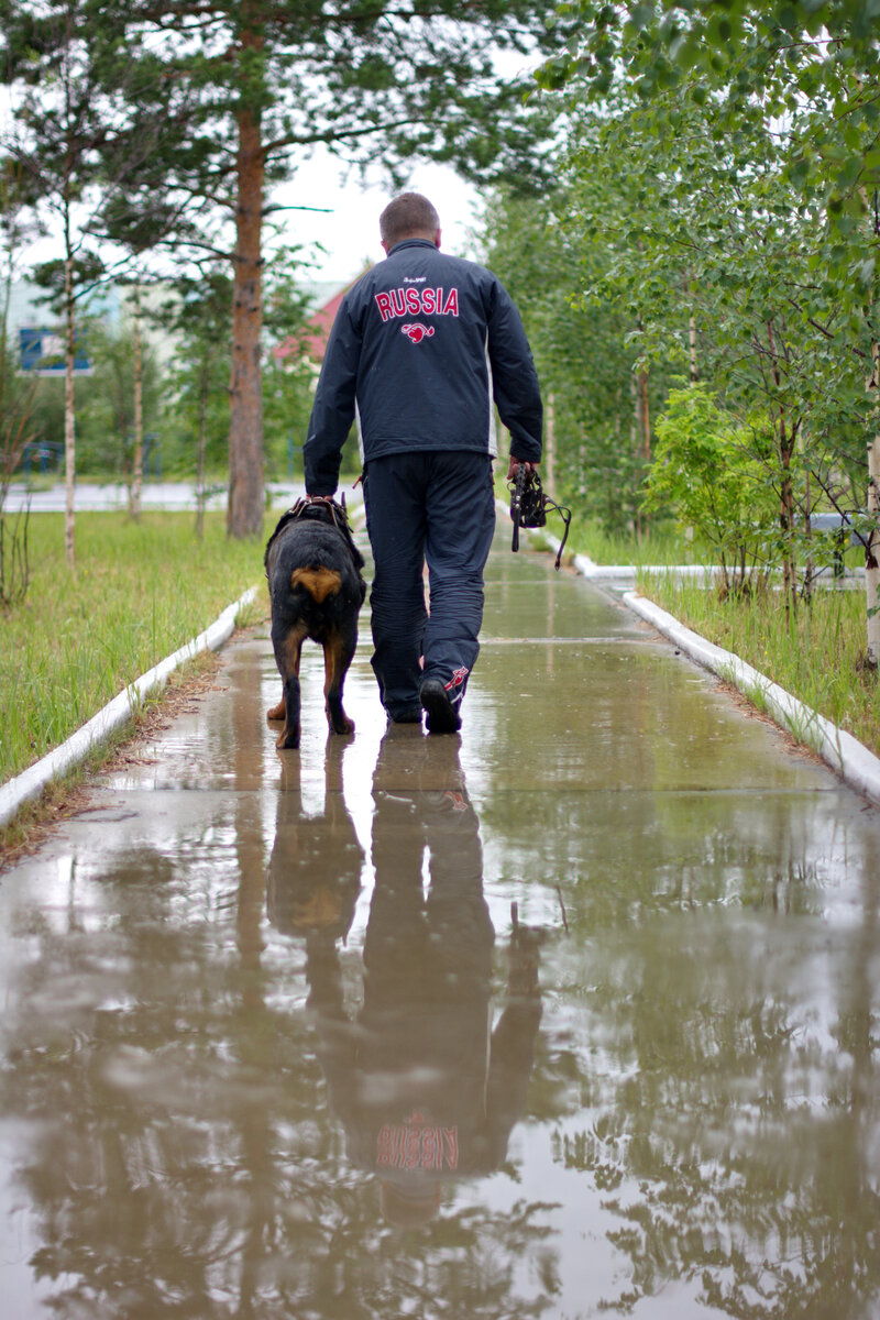 А-А-А-А, Ой-ой и Уф!!! Неожиданные встречи с ротвейлером. | Путей ...