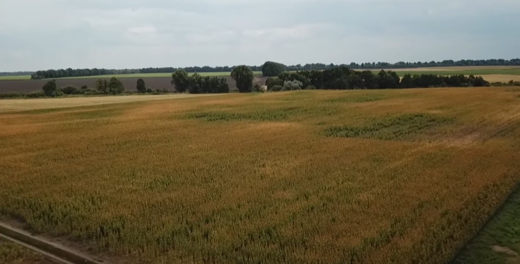 Амарант – выгодно, просто, перспективно? Есть ли будущее у этой культуры на российском рынке?