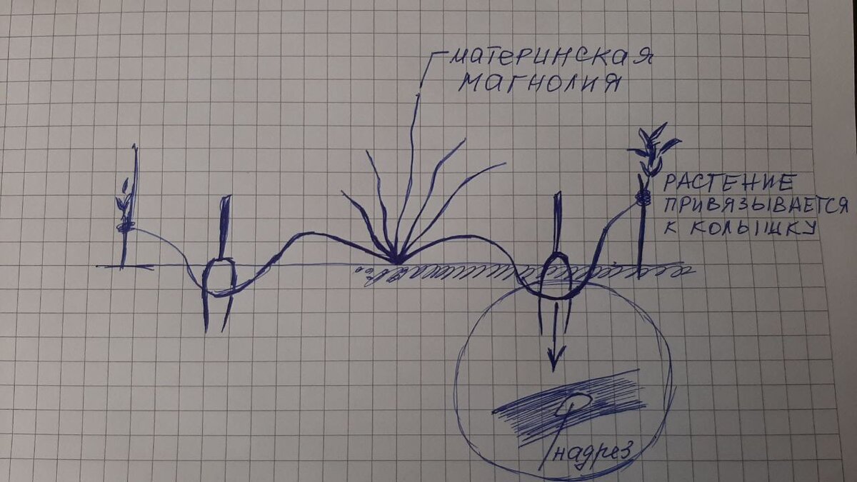Схема проращивания магнолии отводками. Учитывайте, чтобы иметь 80% шансов на успех, нужно сделать отводки у двух противоположных ветвей и надрез, не срезая лубяных клеток.