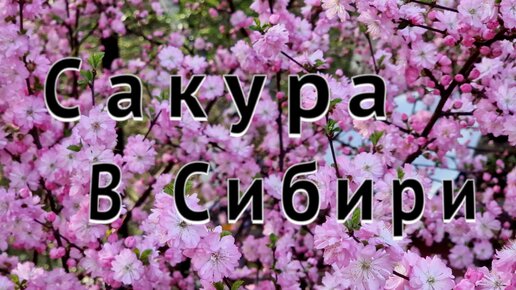 Сакура в Сибири . Цветение сакуры . Красноярск .