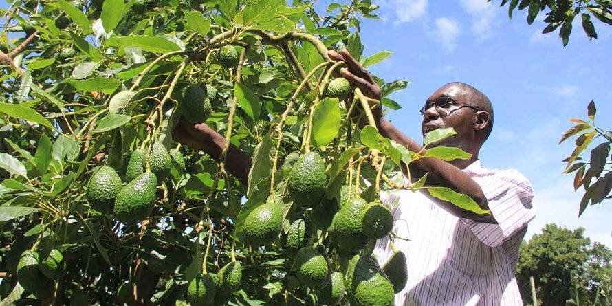 авокадо страна где растет. авокадо колумбия. авокадо страна где растет. авокадо хаас дерево. авокадо persea americana, дерево.