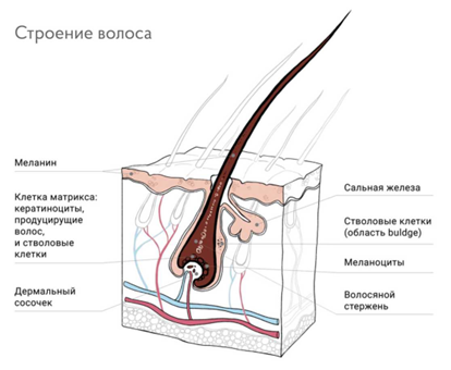 https://seminar-beauty.ru/foto/na-kakoj-glubine-nahodyatsya-volosyanye-follikuly-88-foto.html