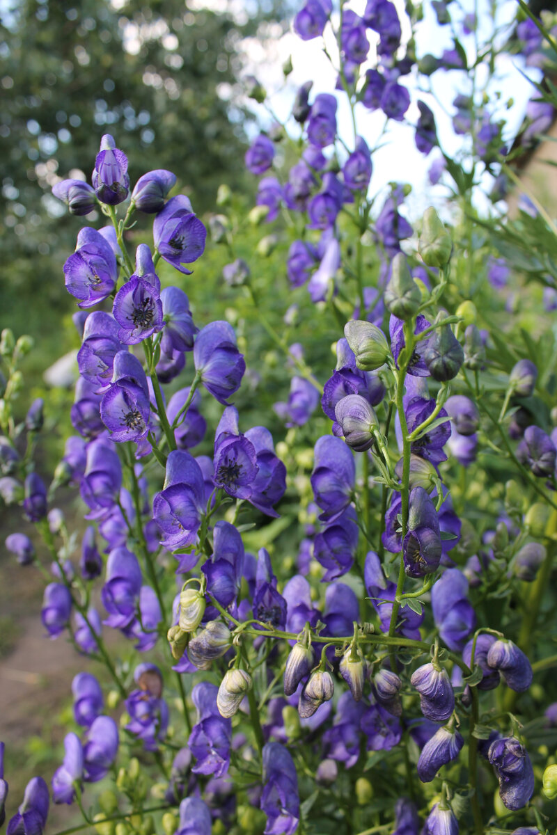 Величественные Аконит и Дельфиниум (кстати дельфиниум хоть и простой но какой у него шикарный цвет, один из моих любимых оттенков синего). Теперь у меня кусочек такого дельфиниума подсажен к розе фламентанц, сочетание просто бомба. 