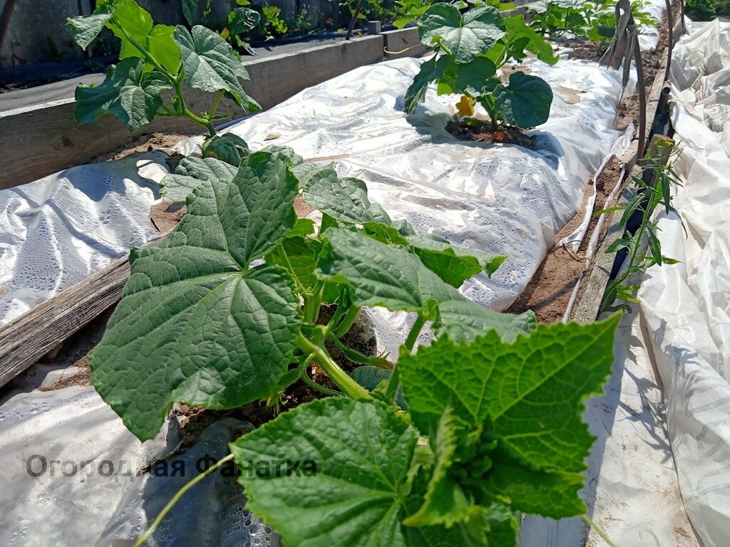 Огурцы на пленке растут намного быстрее и развиваются лучше, чем просто в открытом грунте с неукрытой почвой