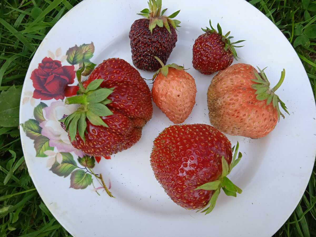 Свежесобранная, не мытая. 