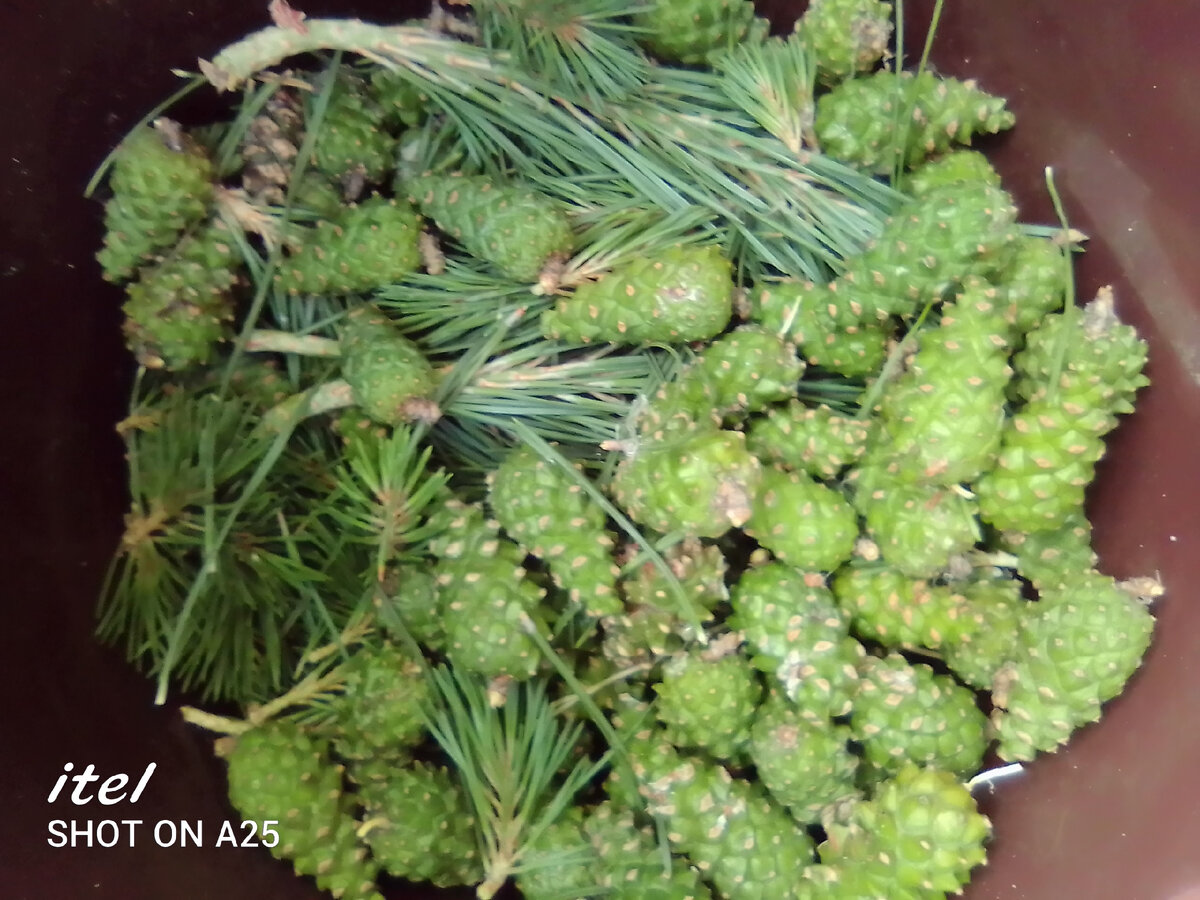 Хотела сварить варенье с сосновыми иголками и шишками, но в это время, мне думается, они уже твёрдые. По сему затею оставила, а веточки выбросила.