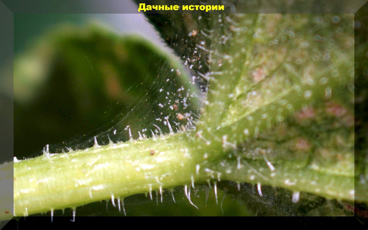 https://vk.com/photo-159774511_457248056