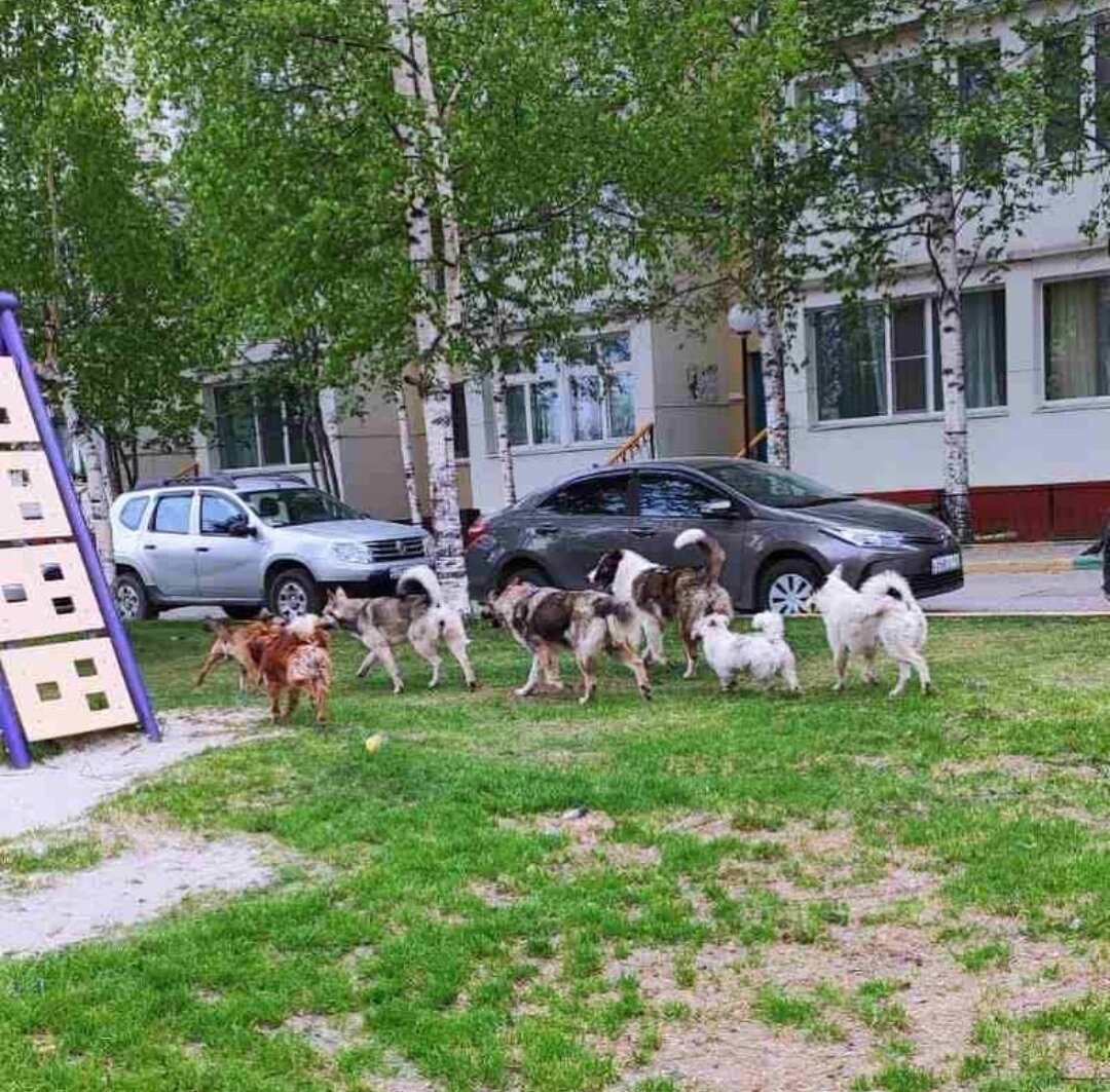 Как я за 400 рублей стаю бродячих собак из-под балкона вывела | 8 раз ...