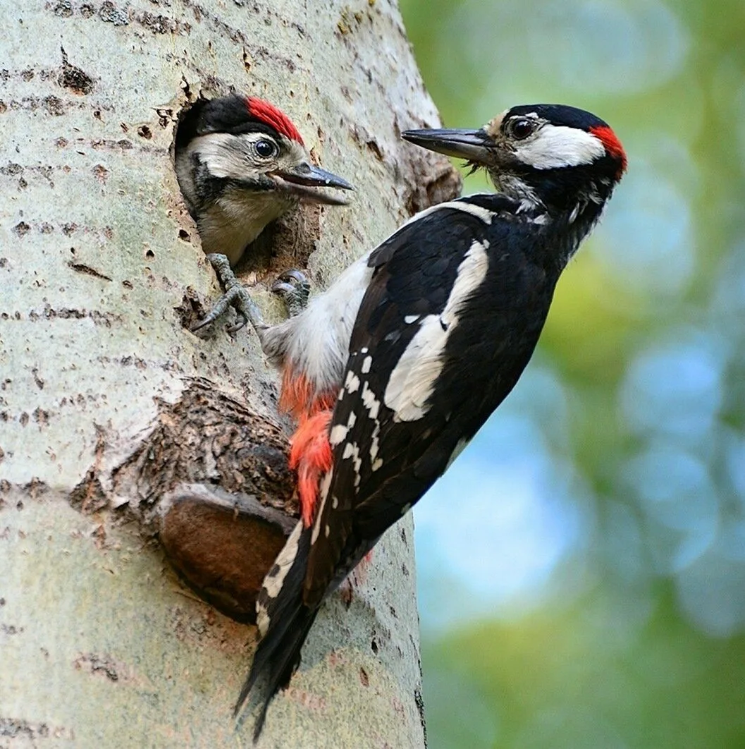 Фото взято из общего доступа в сети интернет