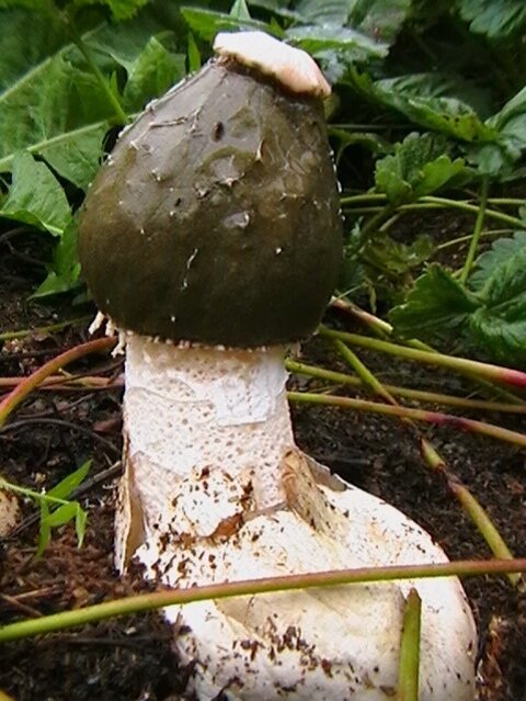 Фото из Нашего Питомника!