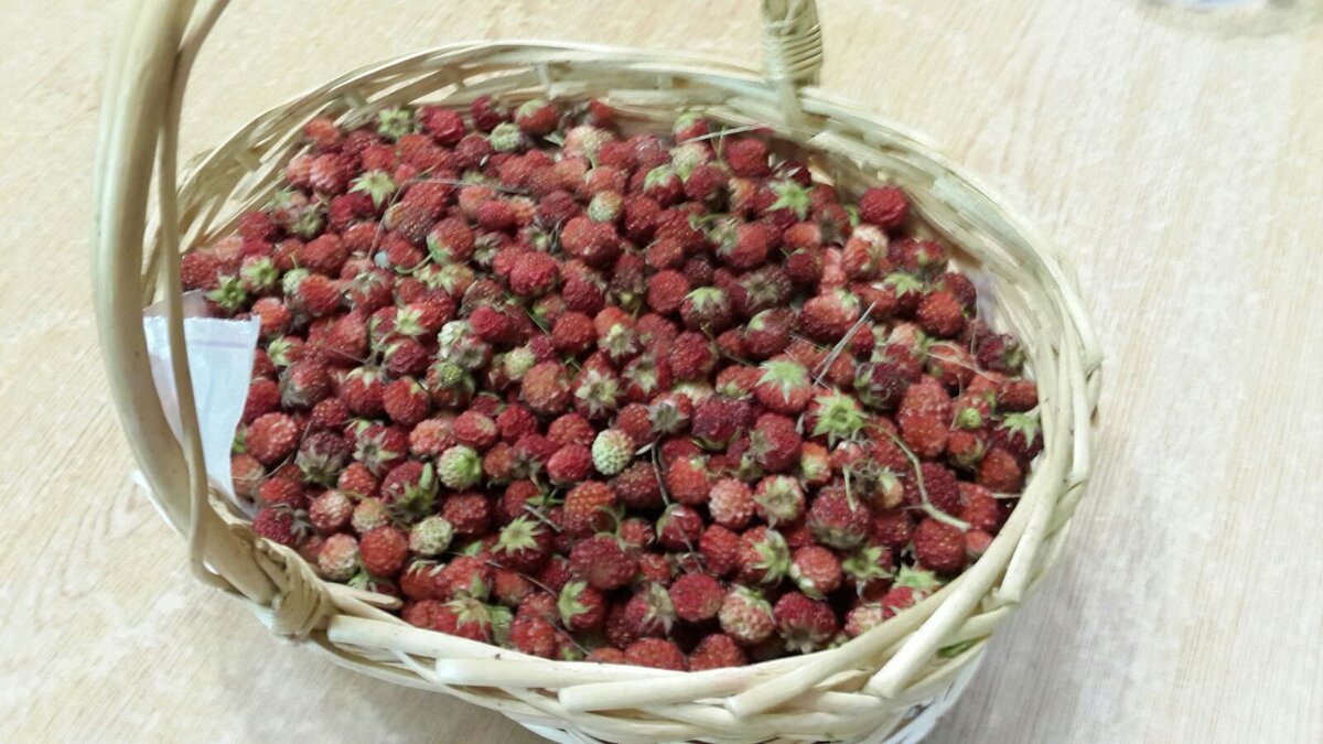 полевая клубника
