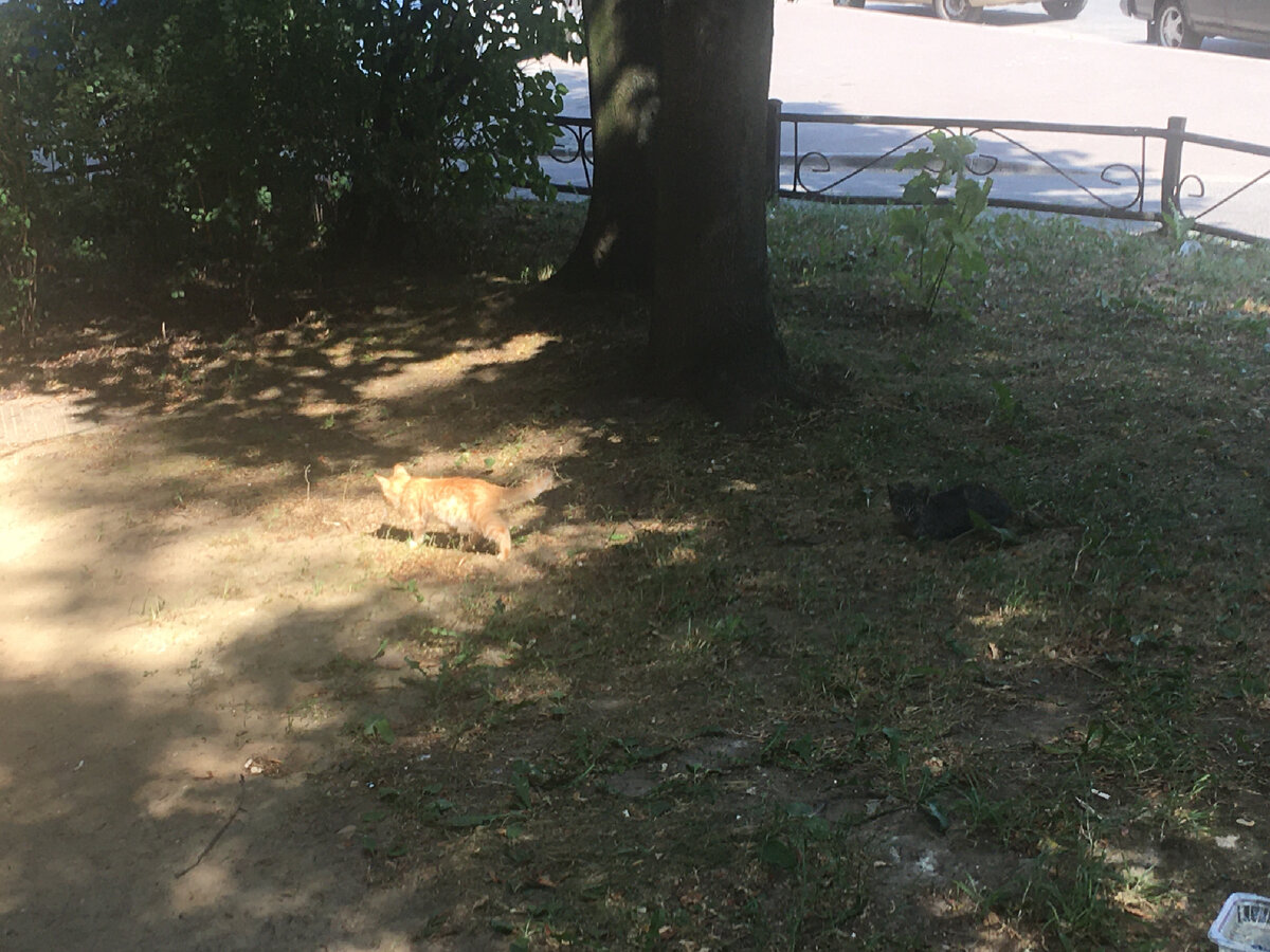 Котята