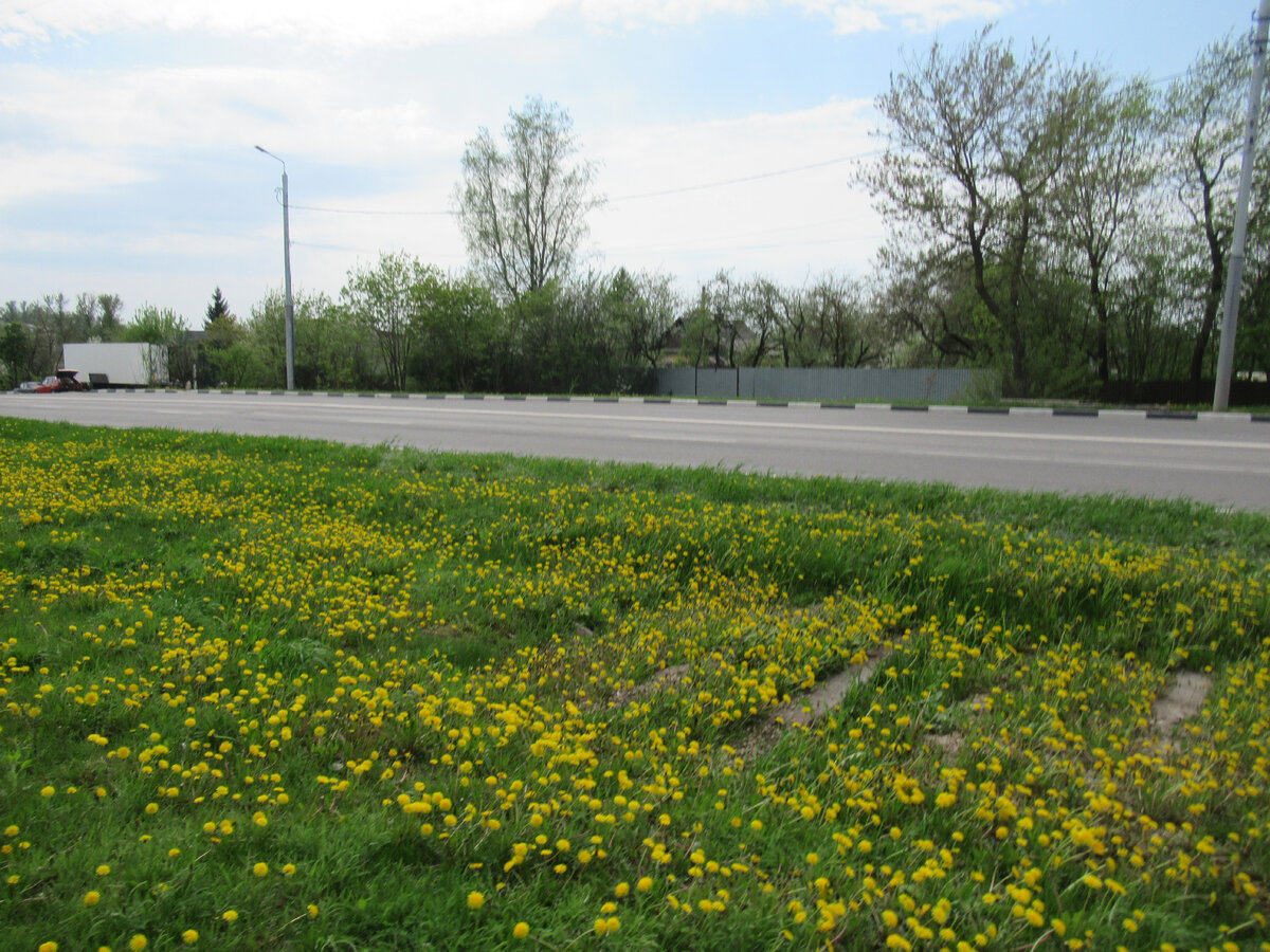 Среди одуванчиков просматриваются шпалы, Щекинское шоссе, май 2020 года