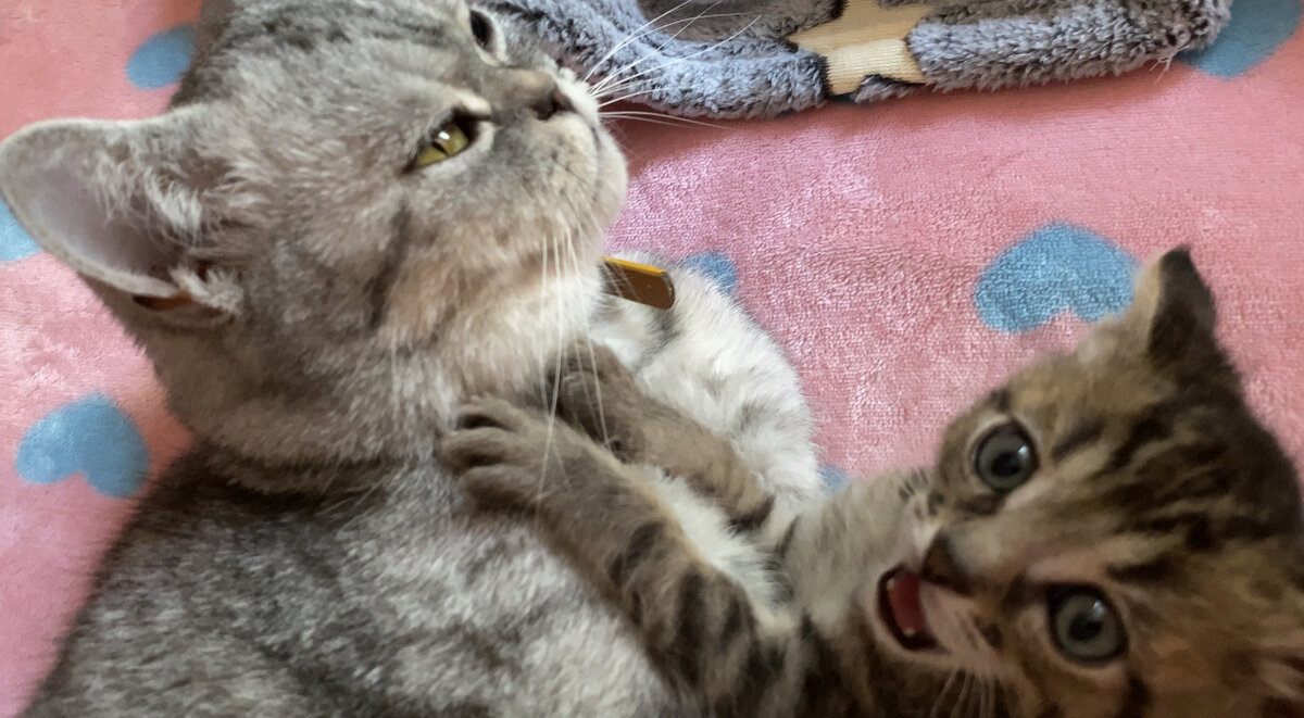 Играем с одной из мамок- Розой