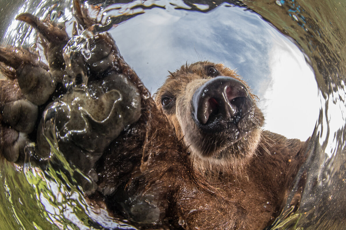 Медвежья охота. Фото: Михаил Коростелёв, участник фотоконкурса РГО "Самая красивая страна"
